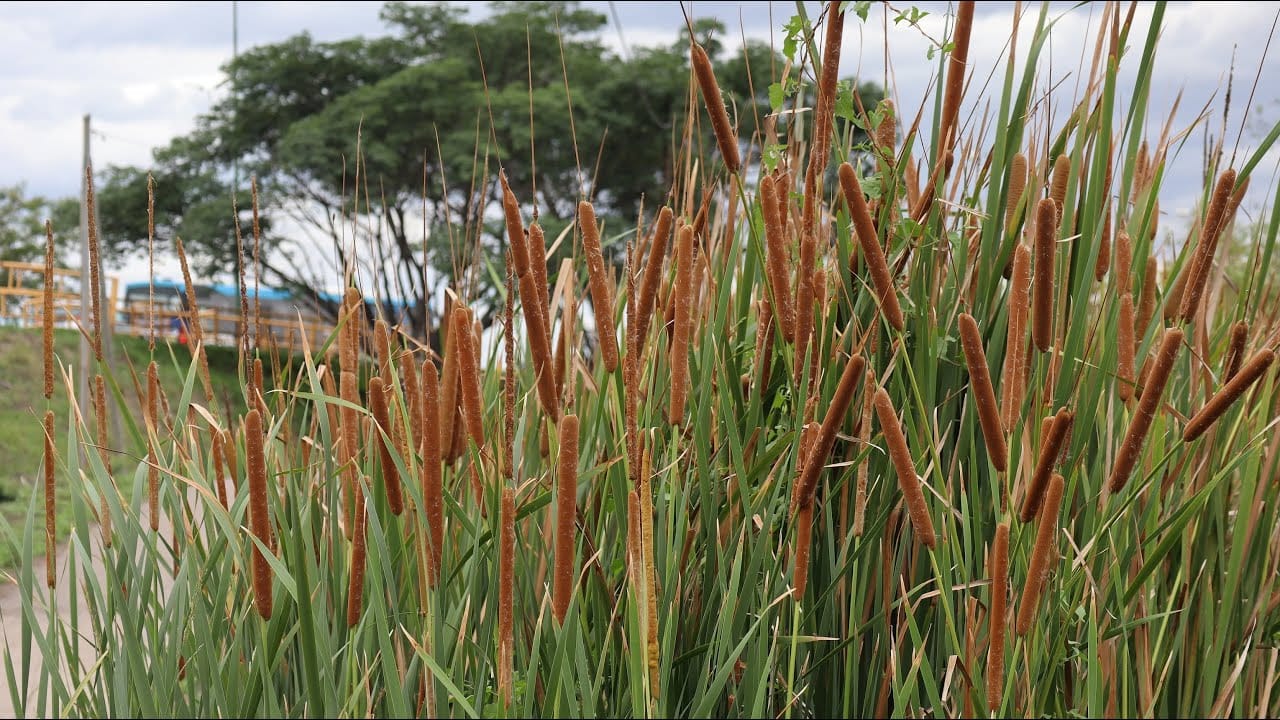 Que es La Vegetación Azonal Hídrica