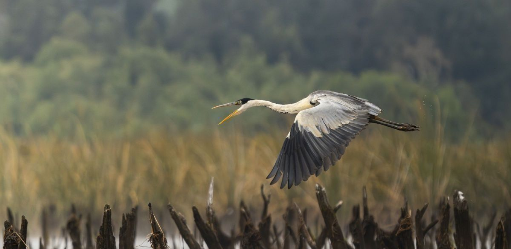 Estándares Abiertos para la Conservación de la Biodiversidad