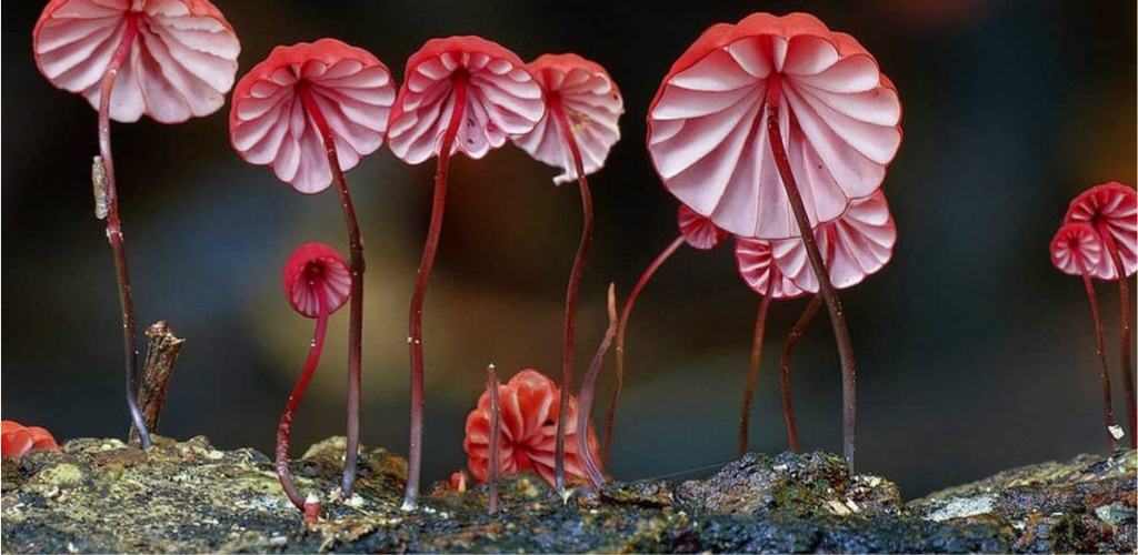 Fungal Growth Database, un nuevo recurso de acceso abierto