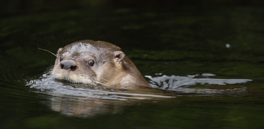 El Huillín: Especie Paraguas para la Conservación de los Ecosistemas de Agua Dulce del Sur de Chile