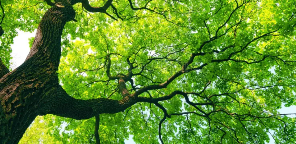 Comités Ambientales Comunales y su rol en la protección del medio ambiente en Chile